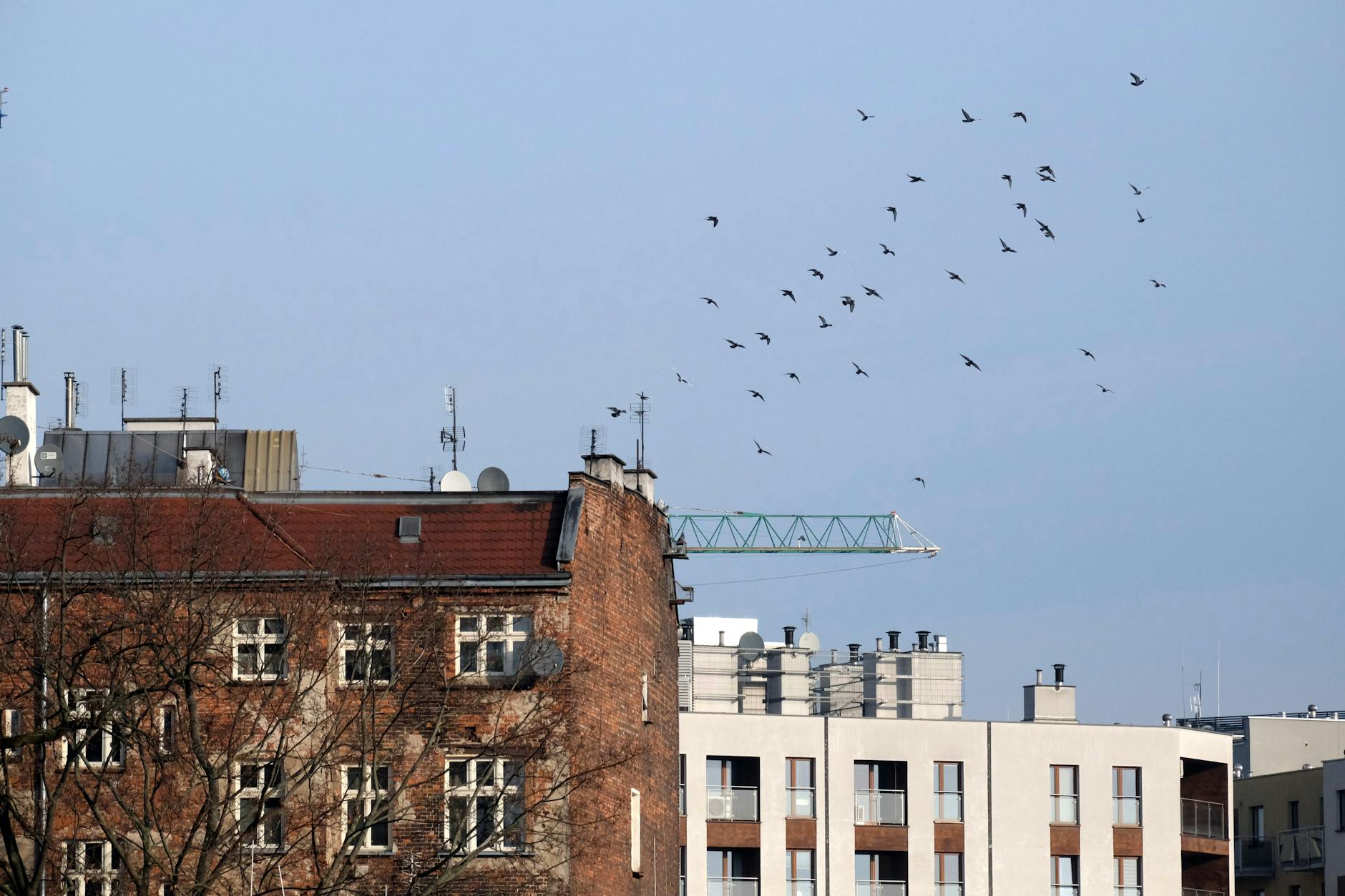 Ilustracja przedstawiająca ptaki, symbolizująca zagrożenie grypą ptaków w Raciążu.