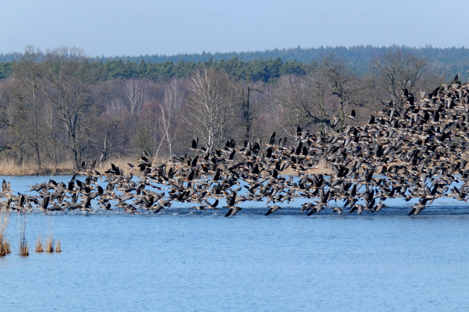 Mapa pokazująca obszar zapowietrzony i zagrożony ptasią grypą w gminie Raciąż